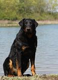 BEAUCERON 653